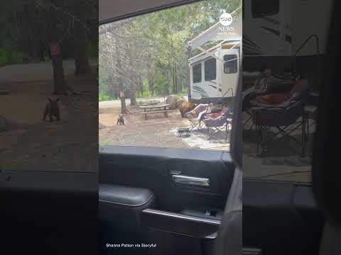 Bear and cub spotted exiting RV at California campground