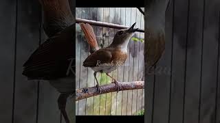 Download lagu SRDC gacor #kicaumania #burung #sikatanrimbadadacoklat mp3