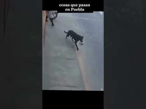 al perro le gusta el pan jajajjaa