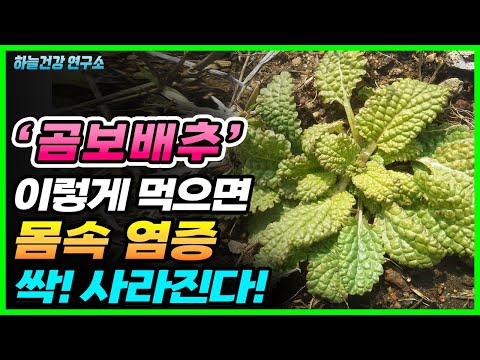 , title : '곰보배추 이렇게 먹으면 몸속 염증 싹! 사라진다! (만성염증에 좋은 음식)'