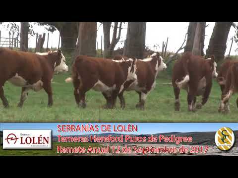 06-09-17 Terneras Hereford P.P. - Dia de Campo Cabaña Lolén - C. Suarez