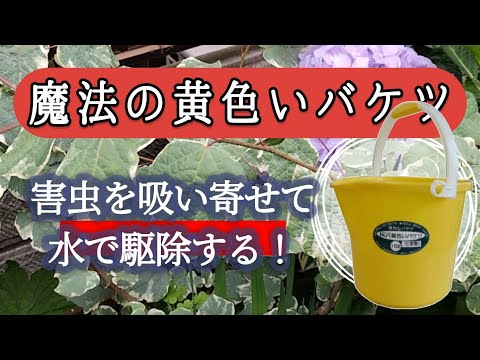 園芸 メバチトウダイグサ、メロントウダイグサ