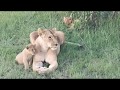 Fig Tree Lion Pride Interactions Streamed Live From Zebra Plains Mara Camp Zebra Plains