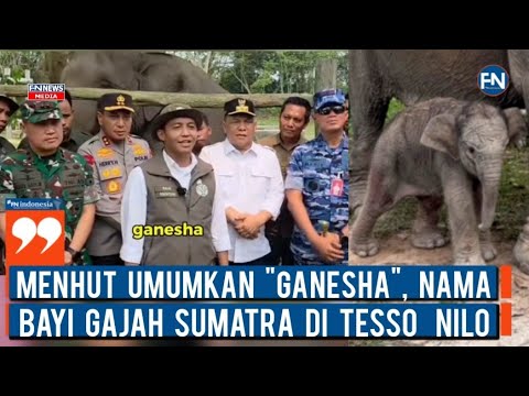 Menhut Umumkan "Ganesha", Nama Bayi Gajah Sumatera di Tesso Nilo