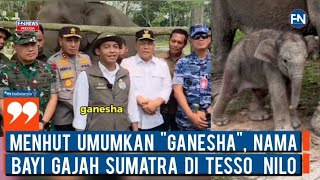 Menhut Umumkan "Ganesha", Nama Bayi Gajah Sumatera di Tesso Nilo