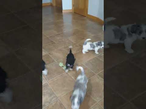 Our Sheepadoodle Puppys