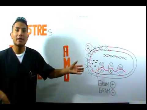 Antibióticos Generalidades Clasificación Fácil Con Mnemotecnias 2DA PARTE