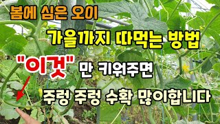 봄에심은오이 병에 걸렸다고 뽑아버리지 말고 이렇게 이것만(아들가지) 잘 키워주면 가을까지 주렁 주렁 오이가 …