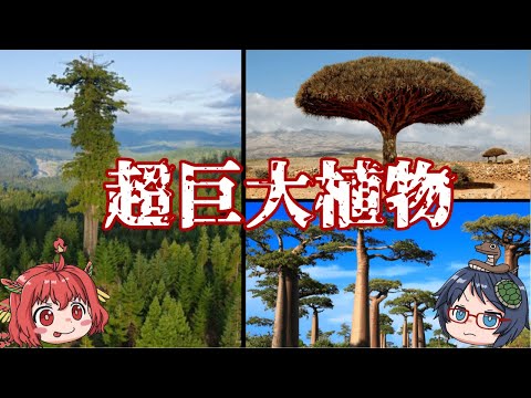 コーストセコイア 植物