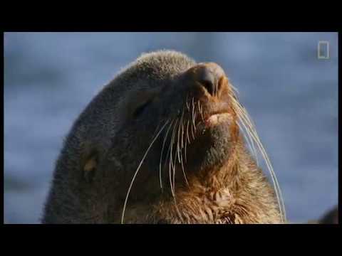 Seals overcome extinction