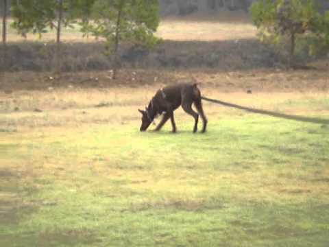 Dobermann Tracking training, 19.5 months