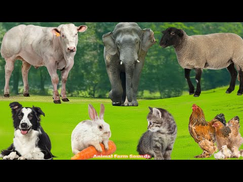 Farm Animal Habitat: Horse, Chicken, Goat, Duck, Cow, Dog, Pig, Sheep, Cat – Animal Moments