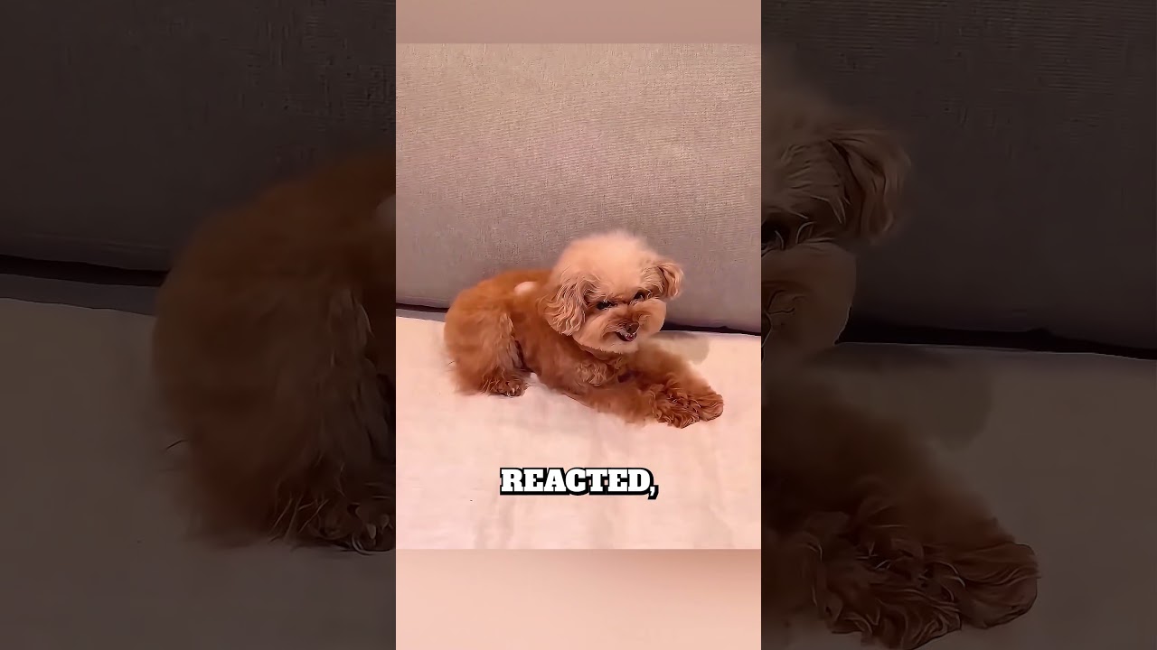 Dogs vs Ice Cube Test 😲