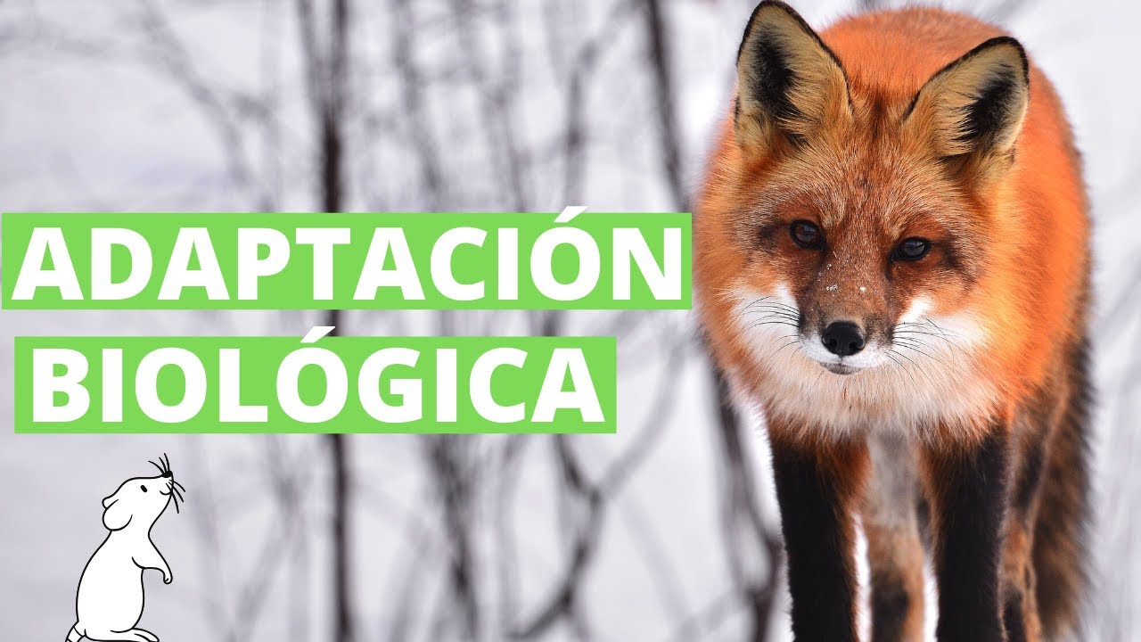 What is the adaptation of living beings? (with examples)🐢