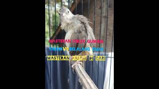 Download lagu Masteran cigun [CIBLEK GUNUNG] terbaik sepanjang masa dengan jeda mp3