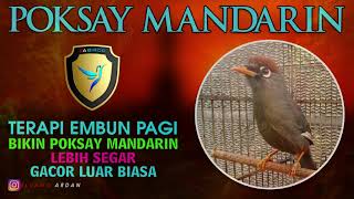Download lagu 1 JAM BIKIN POSAY MANDARIN GACOR LUAR BIASA, GACOR PAGI SIANG SORE ATAS BAWAH COR DOR JOS mp3 Download lagu 1 JAM BIKIN POSAY MANDARIN GACOR LUAR BIASA, GACOR PAGI SIANG SORE ATAS BAWAH COR DOR JOS mp3