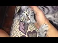Worst Cat EVER Bites And Screams Lets See Who Will Win This Battle To K O