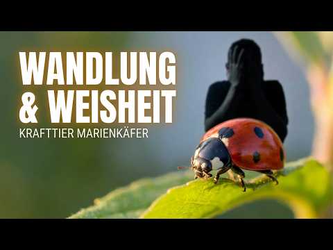 Krafttier Marienkäfer: Glück, Wandlung & Schutz