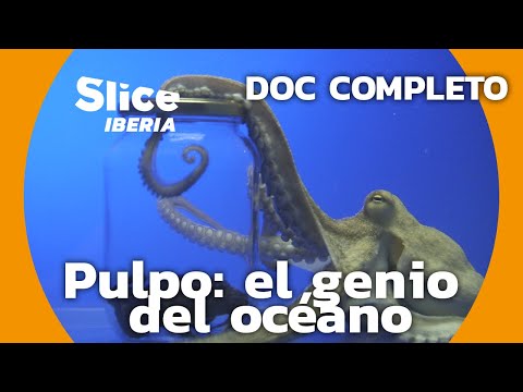 Pulpo: 9 cerebros, 3 corazones y una inteligencia asombrosa | SLICE Iberia | DOCUMENTAL COMPLETO