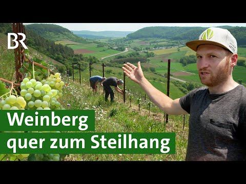Weinbau in Franken: Mit Querterrassen steile Weinberge bewirtschaften | Wein | Unser Land | BR