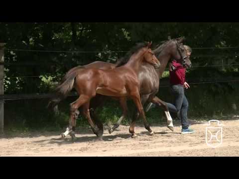 A375 Stutfohlen von Lux Z - Casall - Corofino I