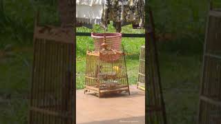 Download lagu Merbah Lekir Hanya Sekadar Hiburan mp3 Download lagu Merbah Lekir Hanya Sekadar Hiburan mp3