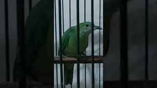 Download lagu Masteran Mewah Cungkok Betina mp3 Download lagu Masteran Mewah Cungkok Betina mp3