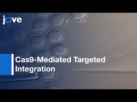 CRISPR Integration Using Homology-Mediated End Joining-Based Strategy-Preview