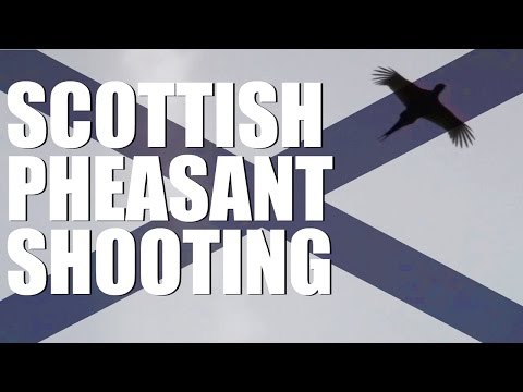 Scottish pheasant shooting at the Aberarder estate Scottish pheasant shooting at the Aberarder estate