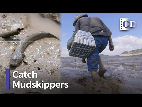 World's Quickest Mudskippers Catcher