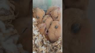ぱんぱんハムスター🐹 #ハムスター #hamsters #animals