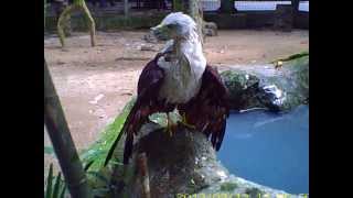 preview picture of video 'burung elang bondol di ragunan'
