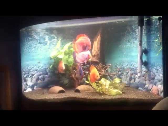 Juwel Trigon 190 Fish Tank Aquarium discus