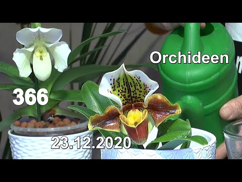 , title : 'Orchideen Spezial Frauenschuh Katastrophe Pflanze retten und ein Dschungel Blick'