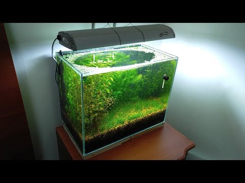 4 Months Update - Eggs Hatched, Baby, NO filter, NO CO2, NO Ferts 5 Gallon Nano Tank Video