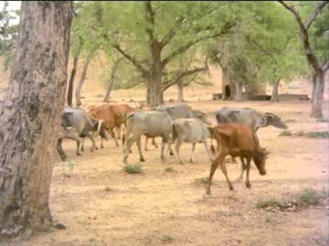 Sivappu Malli | Tamil Movie Comedy | Vijayakanth | Chandrasekhar | Shanthi Krishna