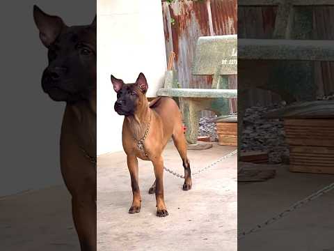 Đực 5 tháng tuổi - Mặt Lọ - Lưỡi Full Đen 100% - 4 chân Tứ Tượng - 0363684644 Trung Lùn