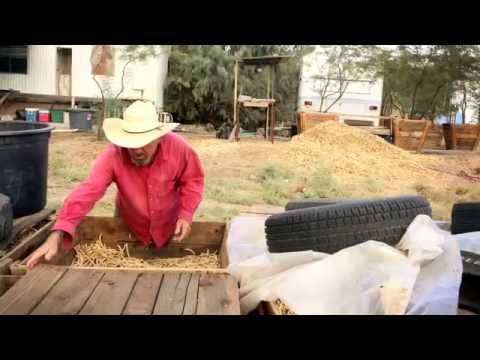 Mesquite pods farming in Arizona - Mark Moody's farm