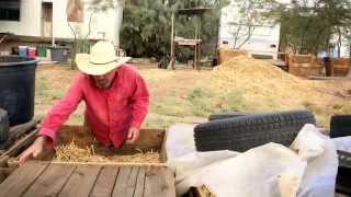 Mesquite pods farming in Arizona - Mark Moody's farm