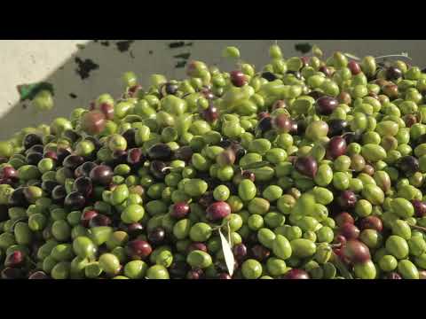 Production Extra Virgin Olive Oil Castillo de Canena (japanese subtitles)