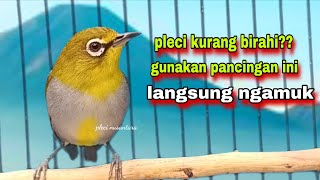 Download lagu Call Pleci Betina Birahi Perangsang Bunyi,Bikin Pleci Bustomi Gacor mp3 Download lagu Call Pleci Betina Birahi Perangsang Bunyi,Bikin Pleci Bustomi Gacor mp3