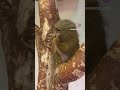 Pygmy marmoset with a snack☺️@kusatsunettaikan #marmoset #marmosetsofinstagram #marmosets #monkeys