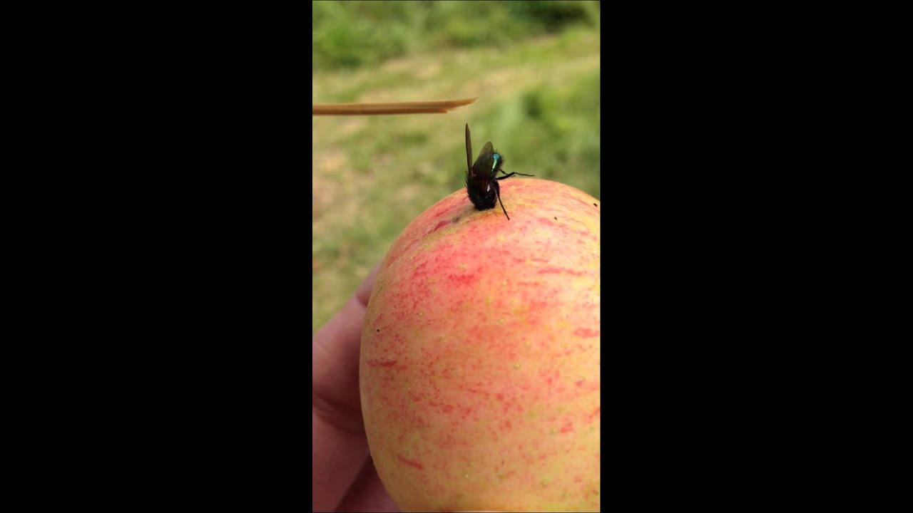 Worlds most stupid fly