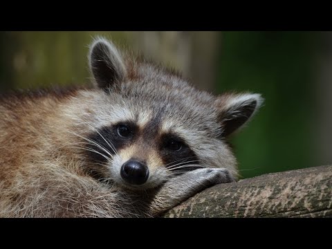 What Do Raccoons Eat?🦝 🦝 🦝