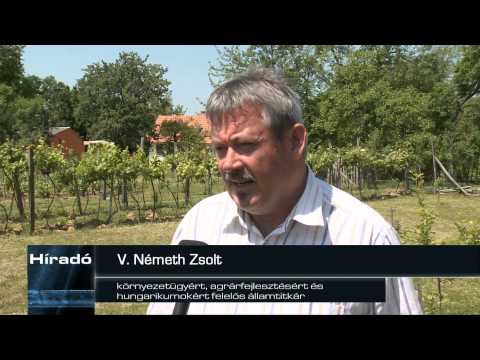 Híradó 2015. június 2.