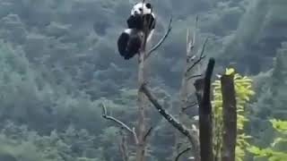 Stupid Panda Stuck on Top of Tree