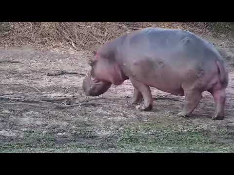 Djuma: Hippo displaying before leaving the dam to graze - 17:38 - 08/16/21