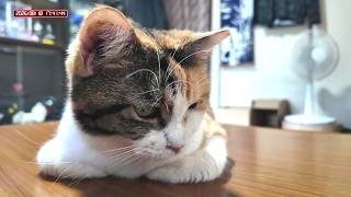 三毛猫フミちゃん  LIVE配信   2026年8月18日　calico cat　(LIVE stream)