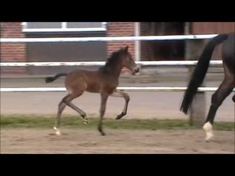 Hengstfohlen v. Diatendro - Corlensky G - Contendro
