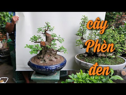 SH.6463. Lần đầu gặp cây phèn đen gốc to dáng đẹp đấy các bác. Đth liên hệ 0964.894.094.